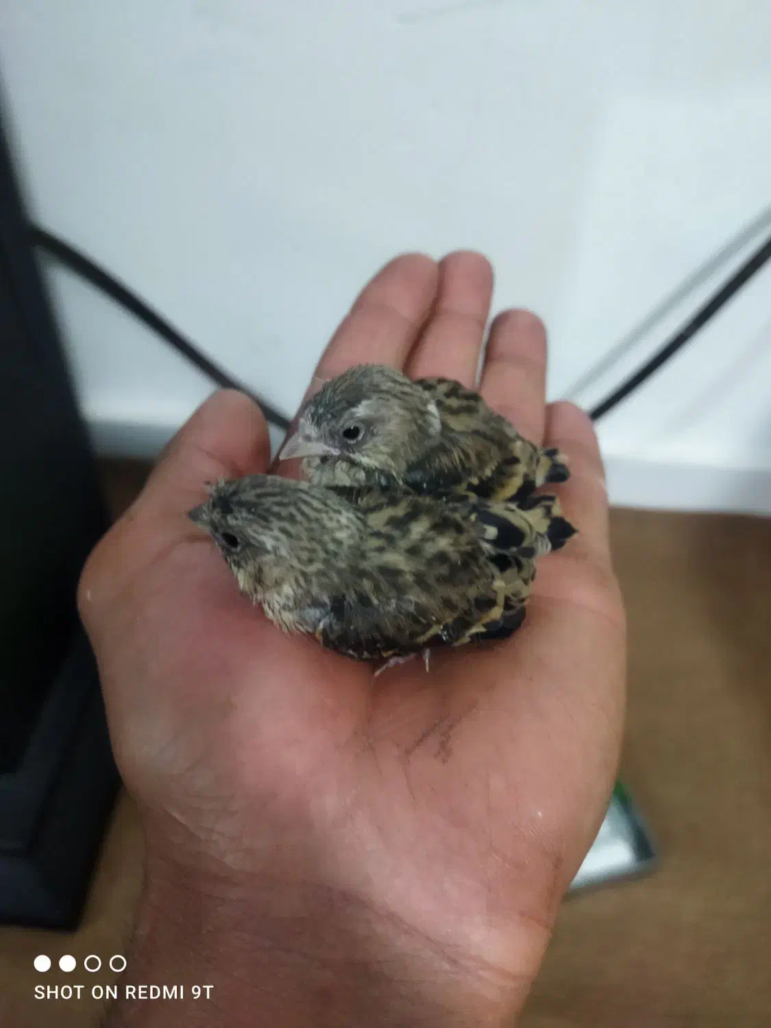 سهره قناری|پرنده|صحنه, |دیوار