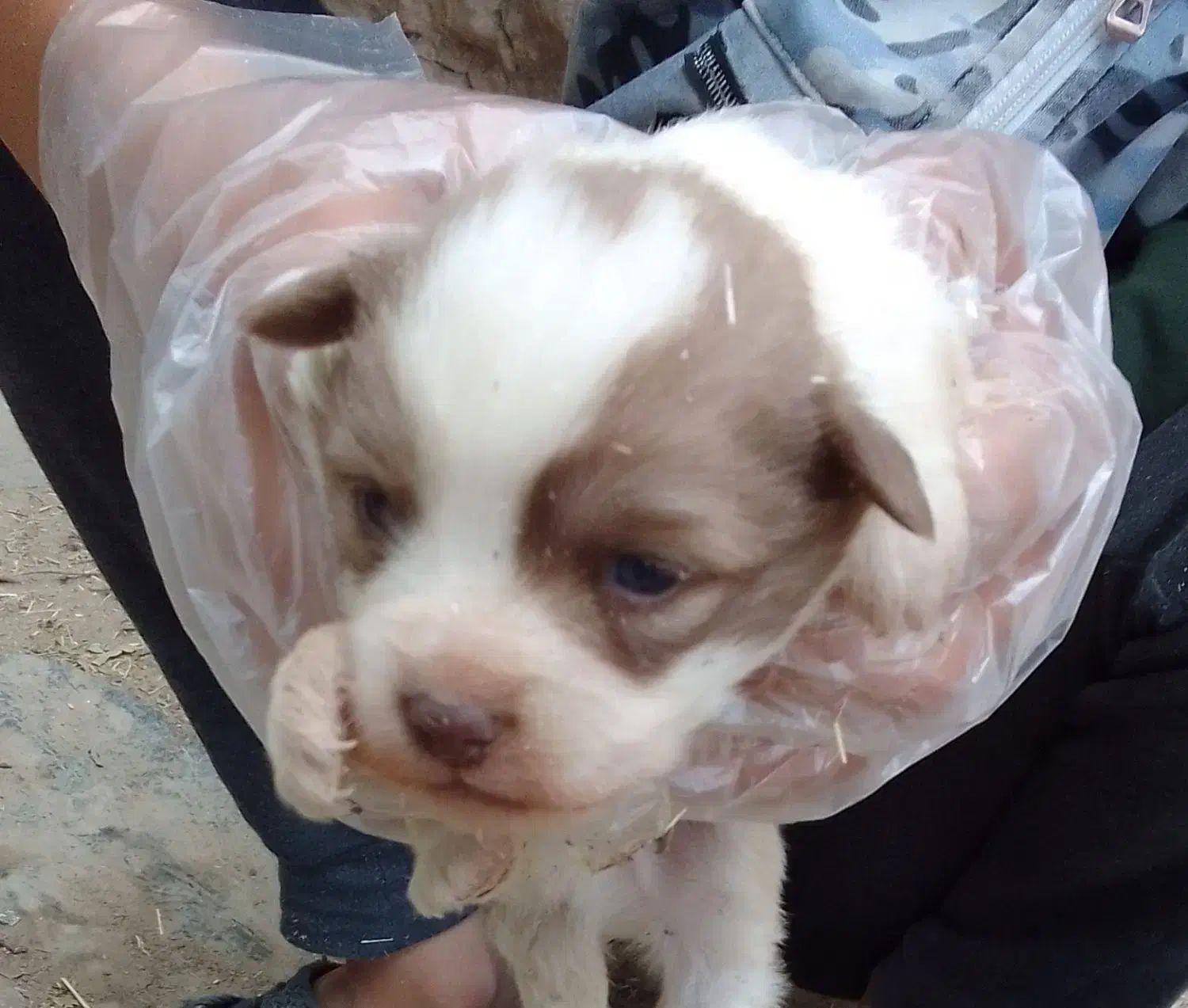 سگ پاکوتاه|سگ|جونقان, |دیوار