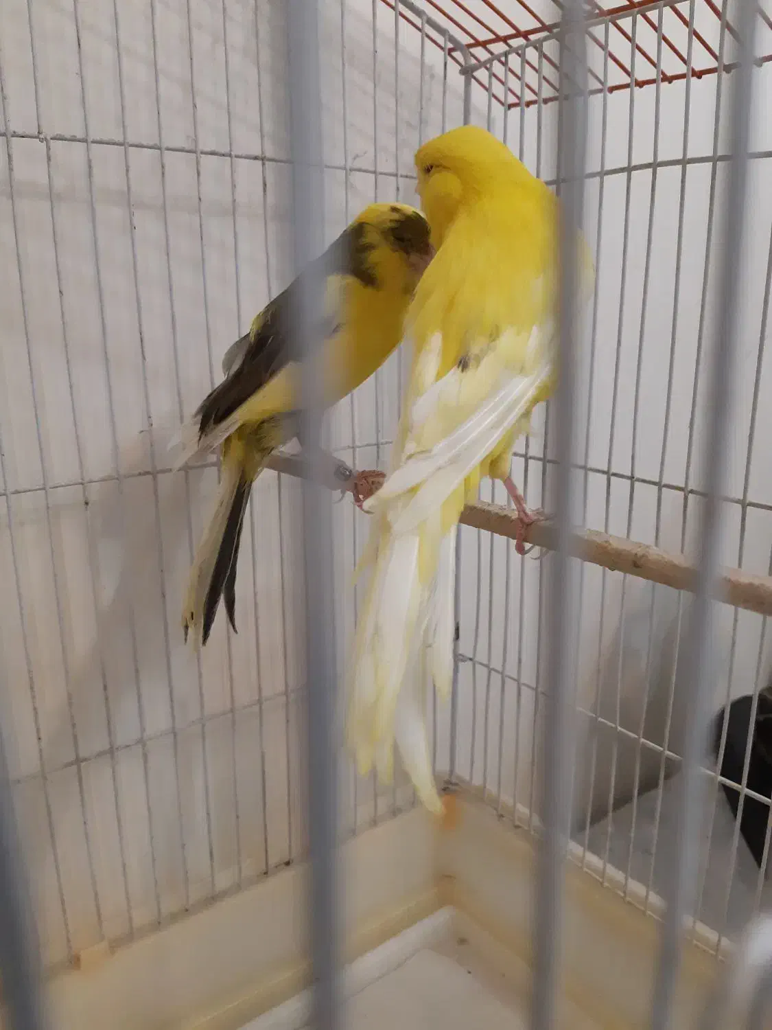 جفت قناری رسمی بلند|پرنده|تهران, حشمتیه|دیوار