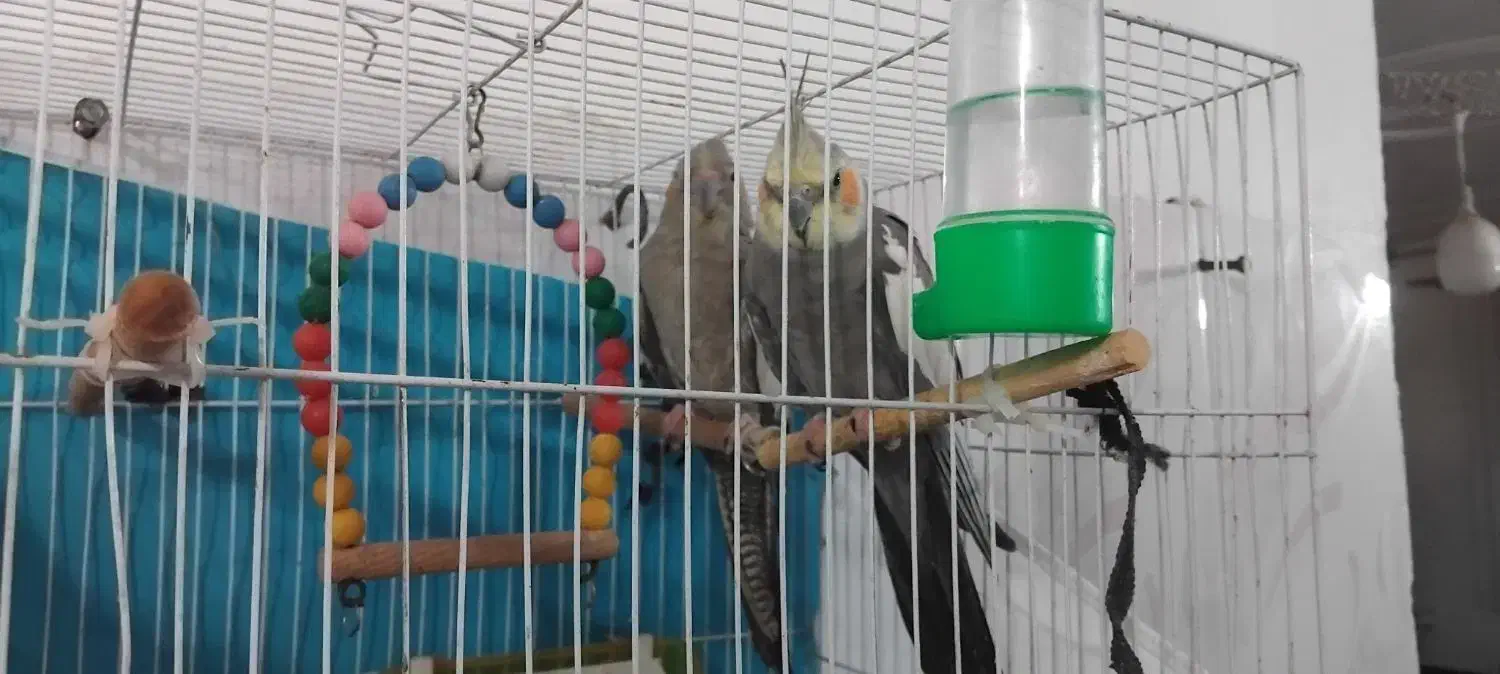 عروس قشنگه|پرنده|تربت جام, میان جام|دیوار