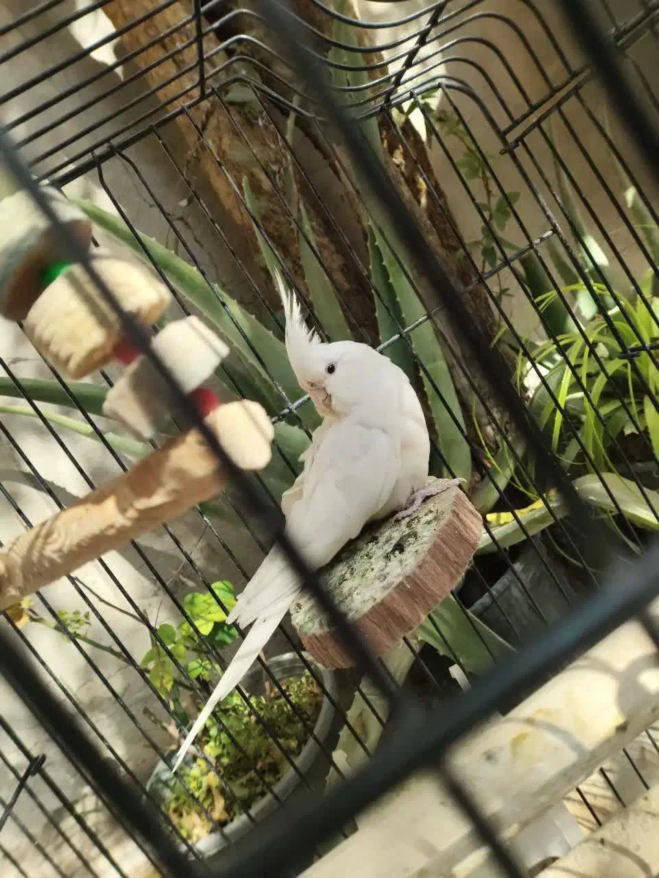 پرنده ،طوطی عروس،هلندی ، آلبینو و لوتینو ،جفت|پرنده|قم, شهر قائم|دیوار