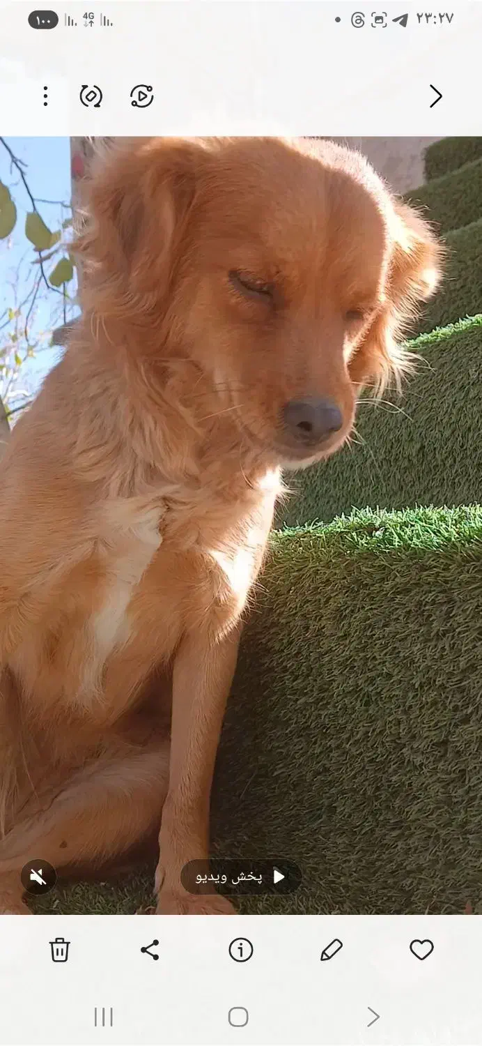 گم شده|حیوانات|بروجن, |دیوار