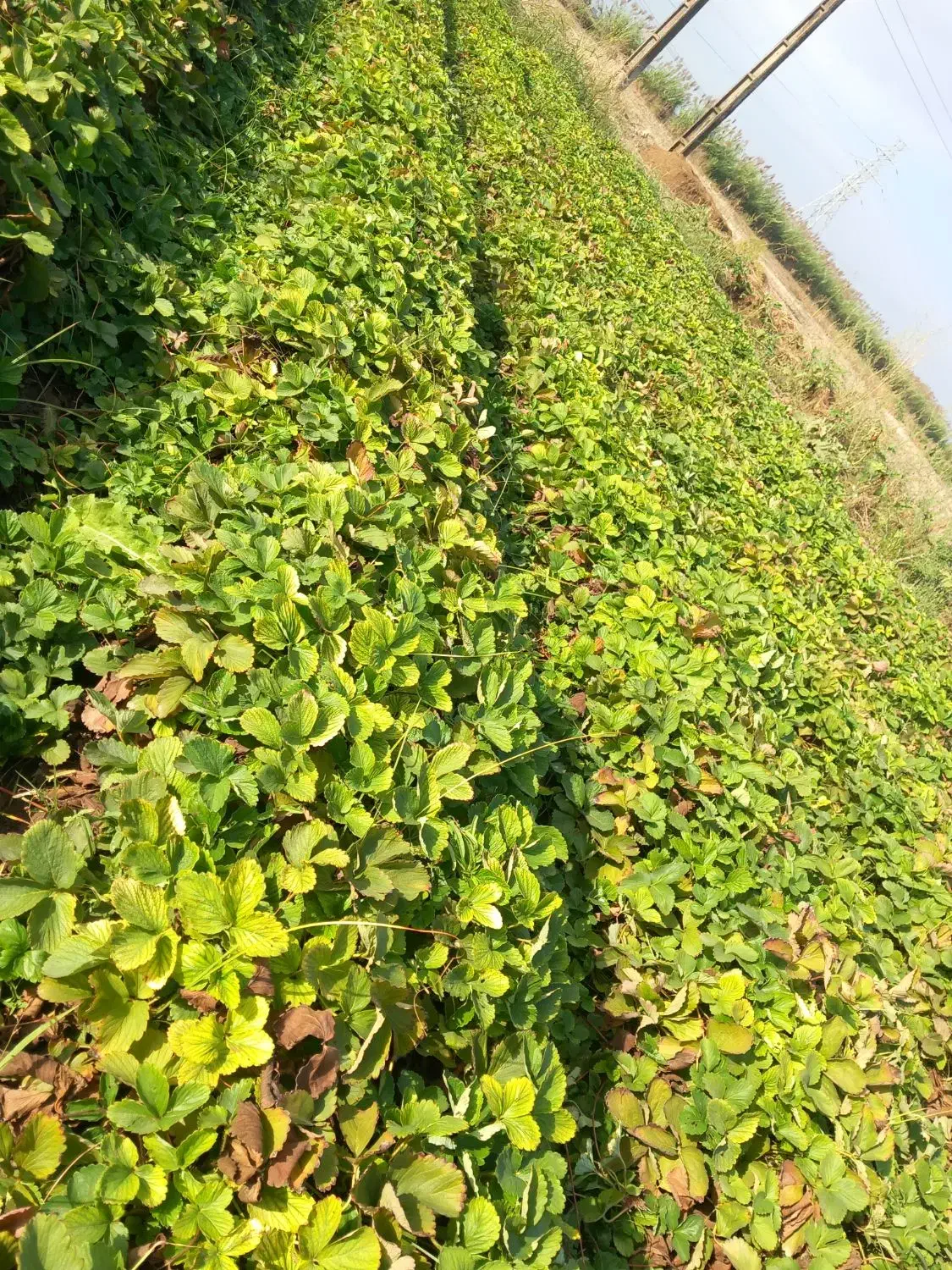 بذر توت فرنگی کاماروس . سابرینا|گل و گیاه طبیعی|علیآباد کتول, |دیوار