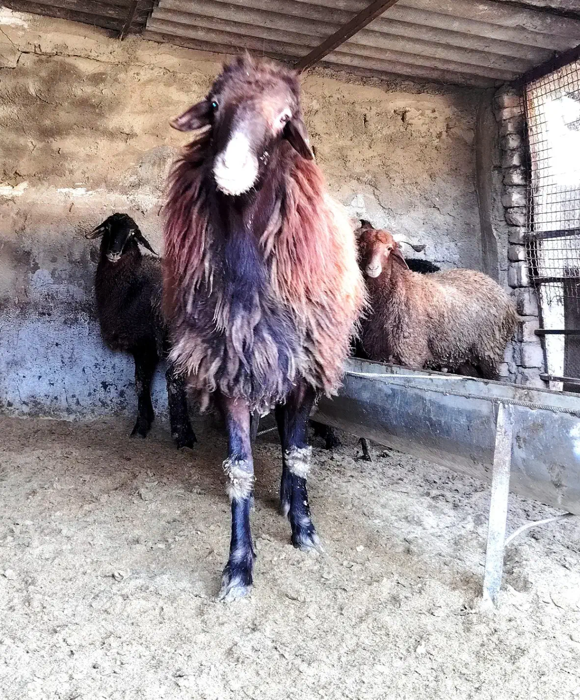 گوسفند پرورش نر تخمی|حیوانات مزرعه|بابل, |دیوار