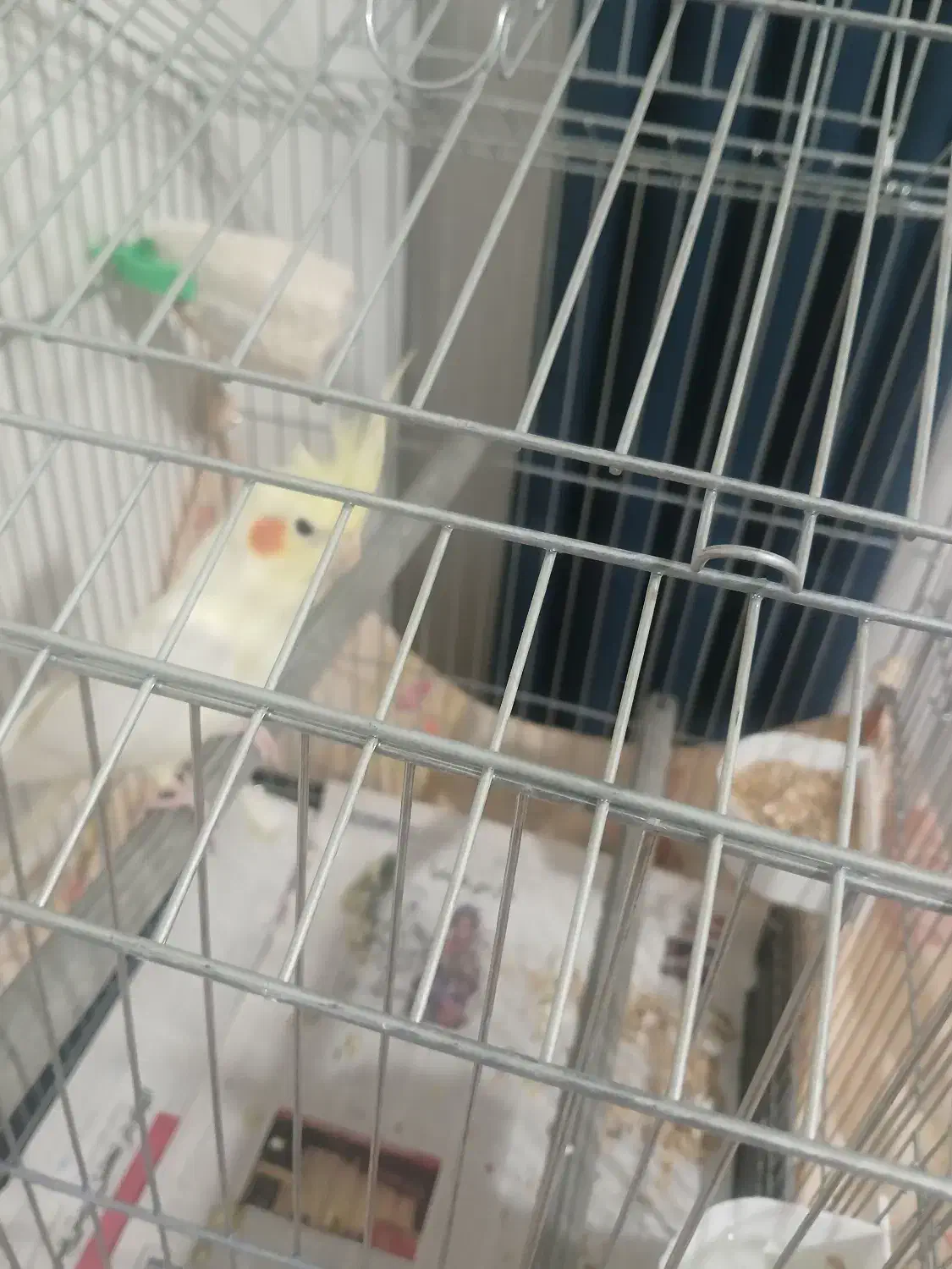 عروس هلندی نر|پرنده|رشت, گلزاران|دیوار