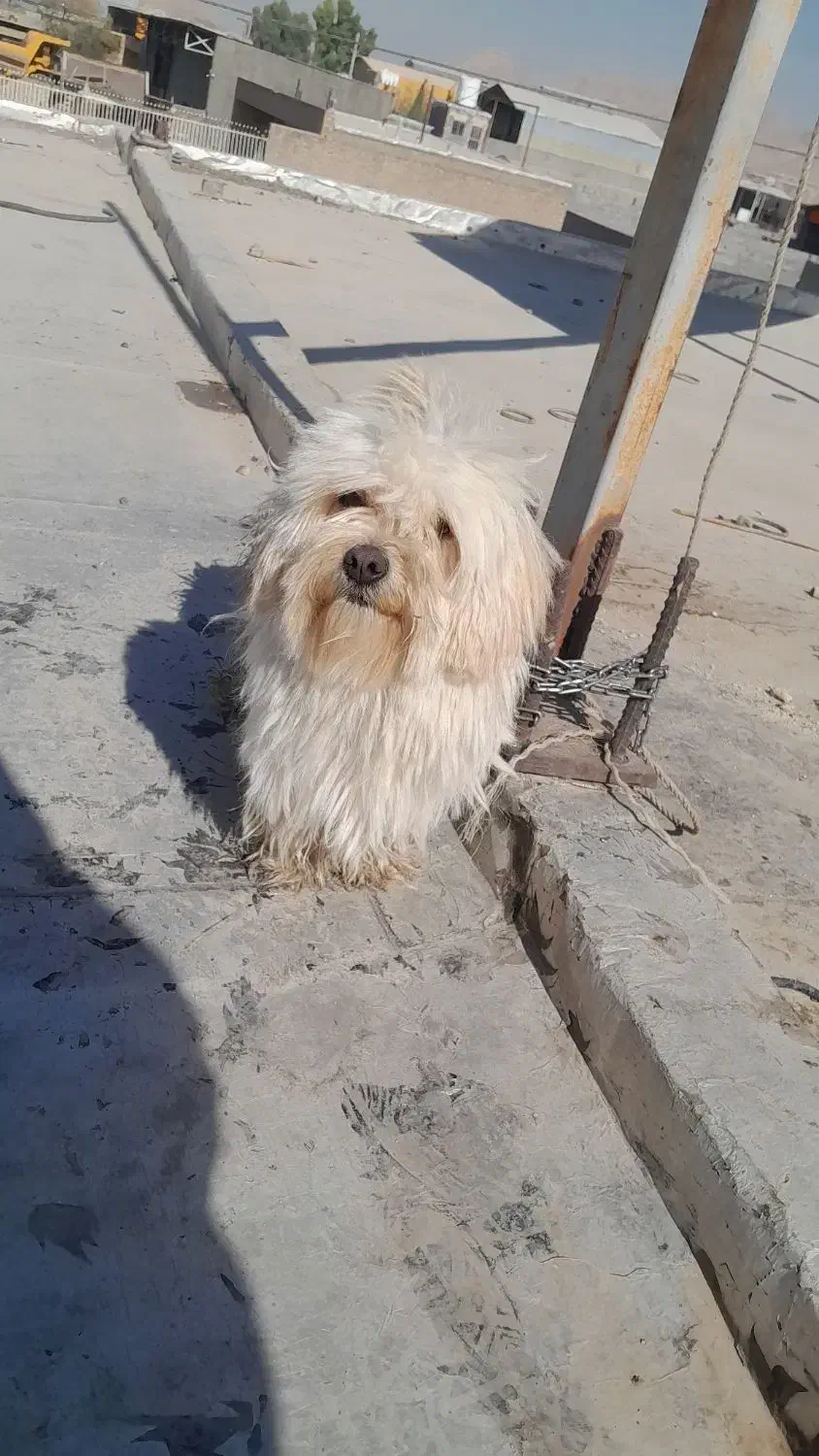 سگ پاپی|سگ|ابریشم, |دیوار