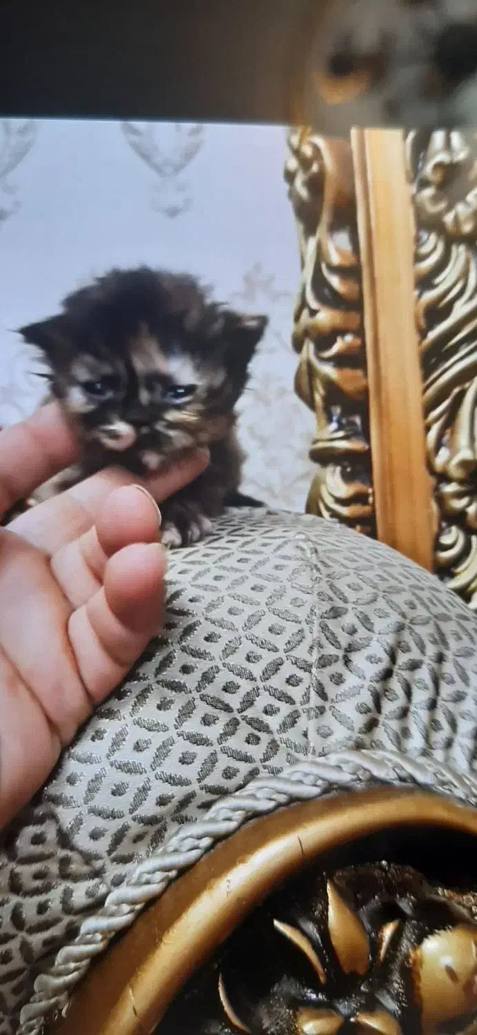 گربه پرشین|گربه|تبریز, |دیوار