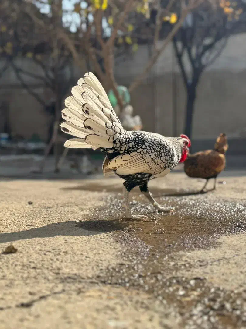 مرغ و خروس سبرایت|حیوانات مزرعه|بوکان, |دیوار