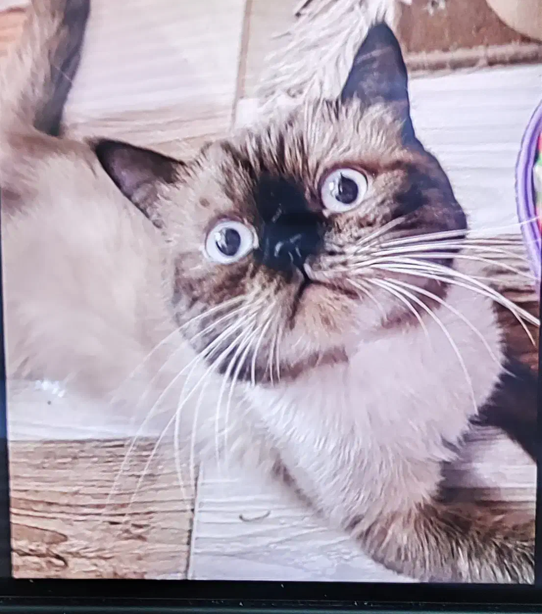 گربه|گربه|هشتگرد, شهرک بعثت|دیوار