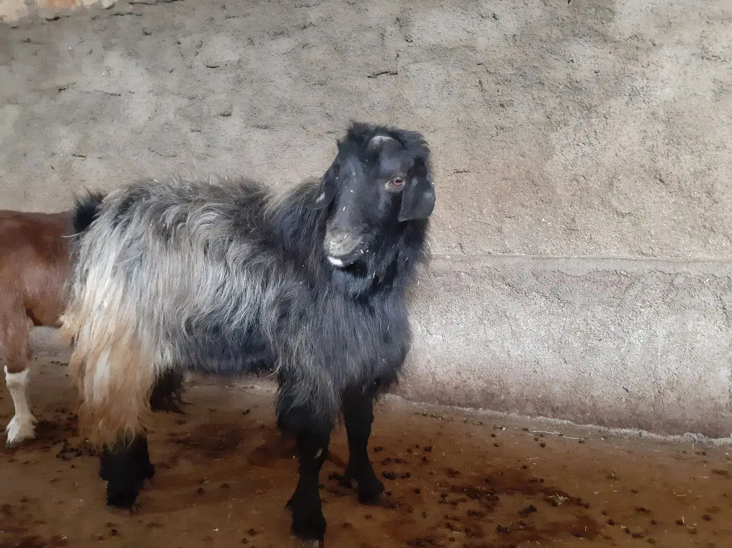 یک عدد خرت|حیوانات مزرعه|مریوان, |دیوار