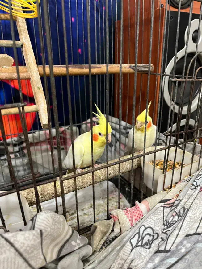 جفت عروس هلندی سخنگو|پرنده|کیش, |دیوار