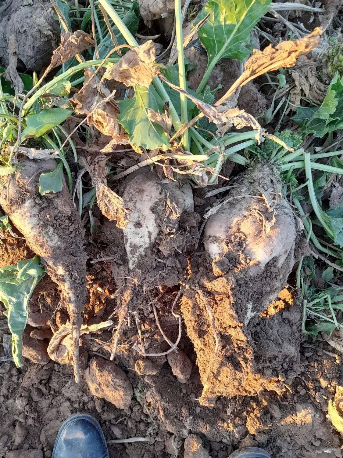 چغندر قندی|عمدهفروشی|عطاملک, |دیوار