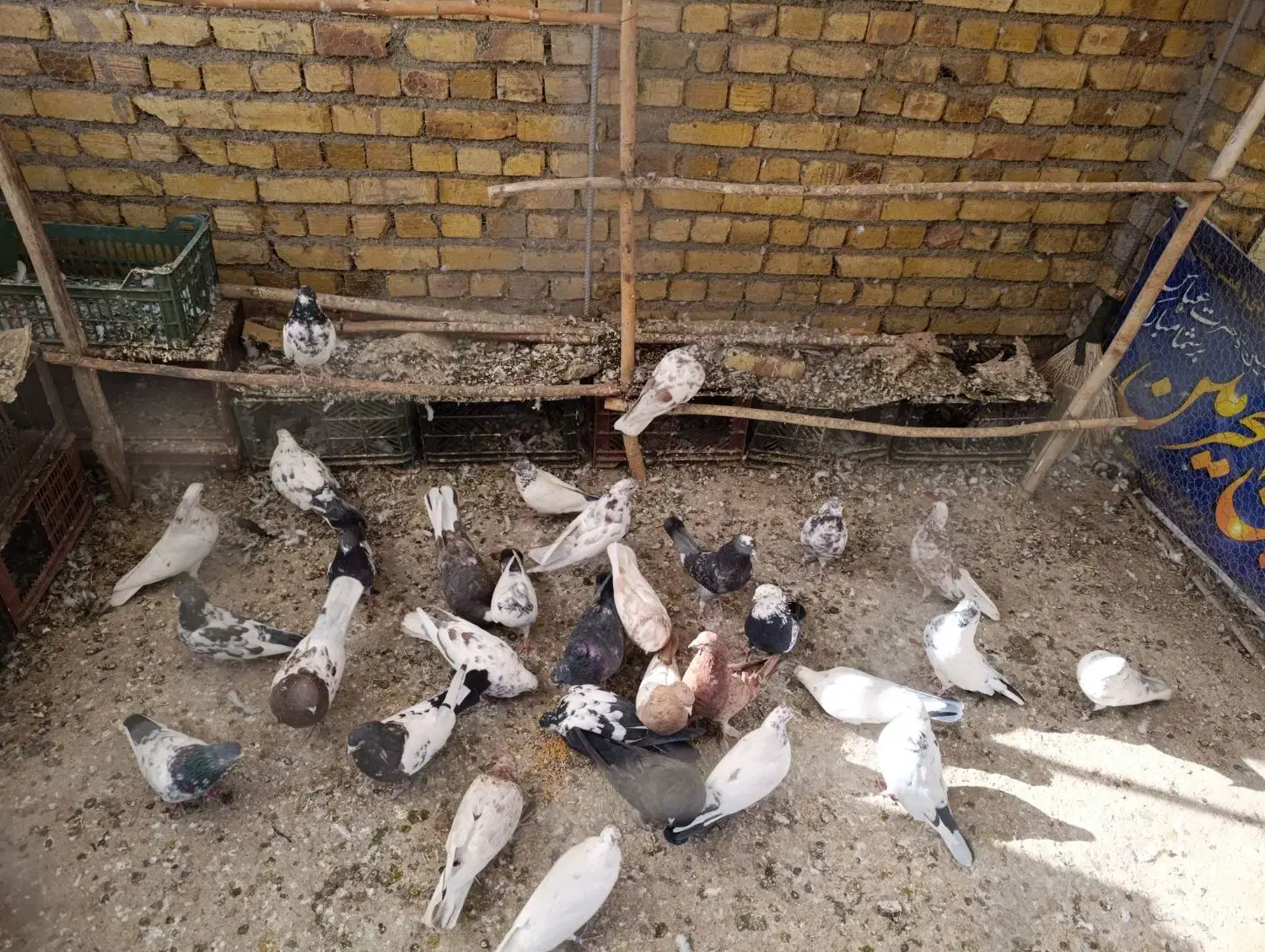 کاکلی|پرنده|خرمدره, |دیوار
