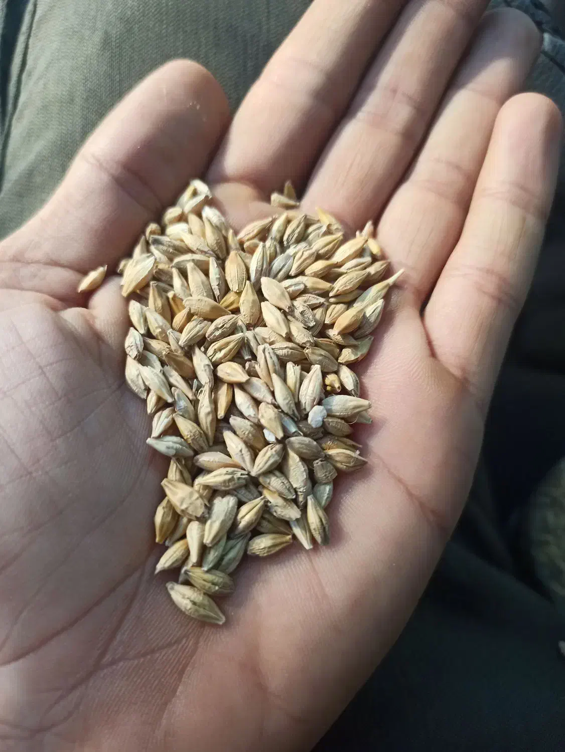 فروش جو درجه یک|حراج|کوهدشت, |دیوار