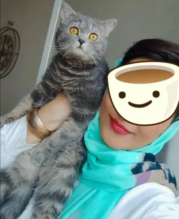 گربه بسیار زیبا مودب و همه چیزتمام|گربه|ارومیه, |دیوار