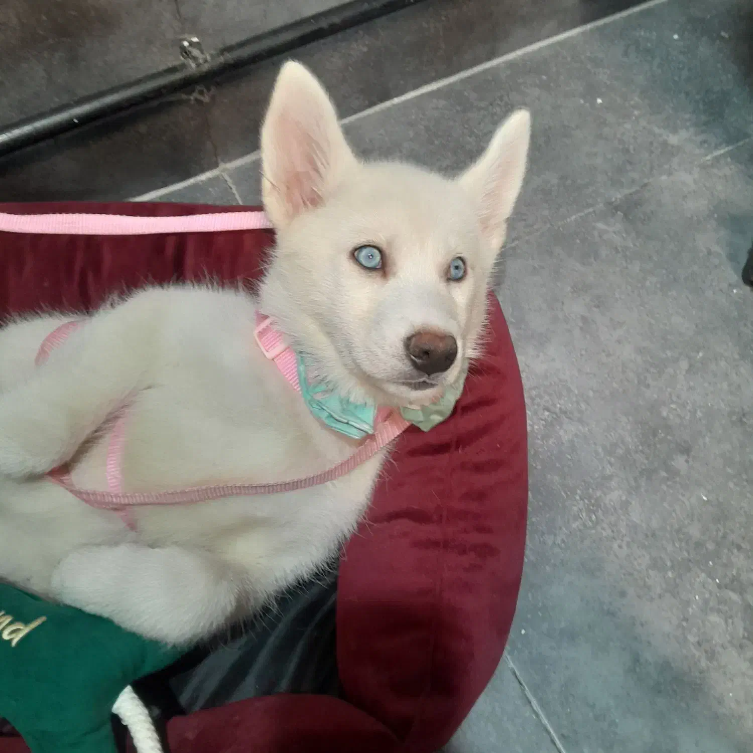 هاسگی سه ماهه|سگ|آستارا, |دیوار