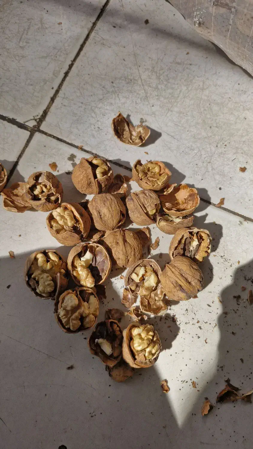 فروش گردوی تویسرکان|خوردنی و آشامیدنی|رشت, بلوار گیلان|دیوار