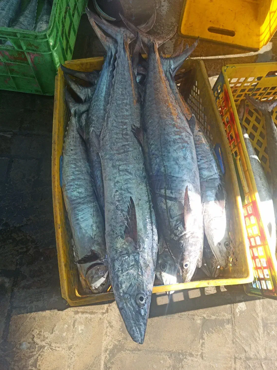 فروش ماهی و میگو|خوردنی و آشامیدنی|تهران, سهروردی|دیوار