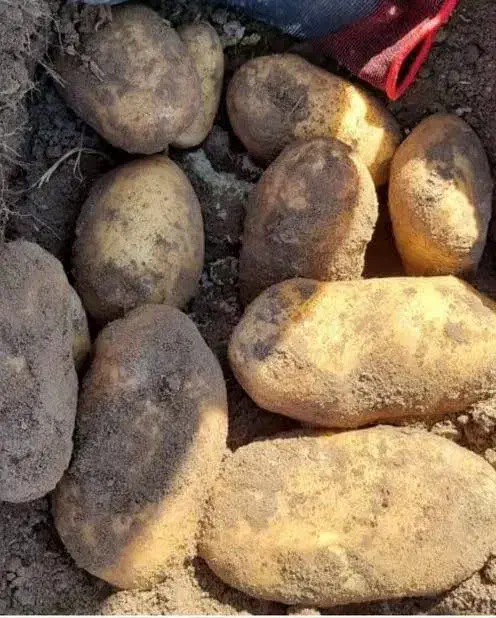 سیبزمینی خراکی|خوردنی و آشامیدنی|خرمآباد, |دیوار