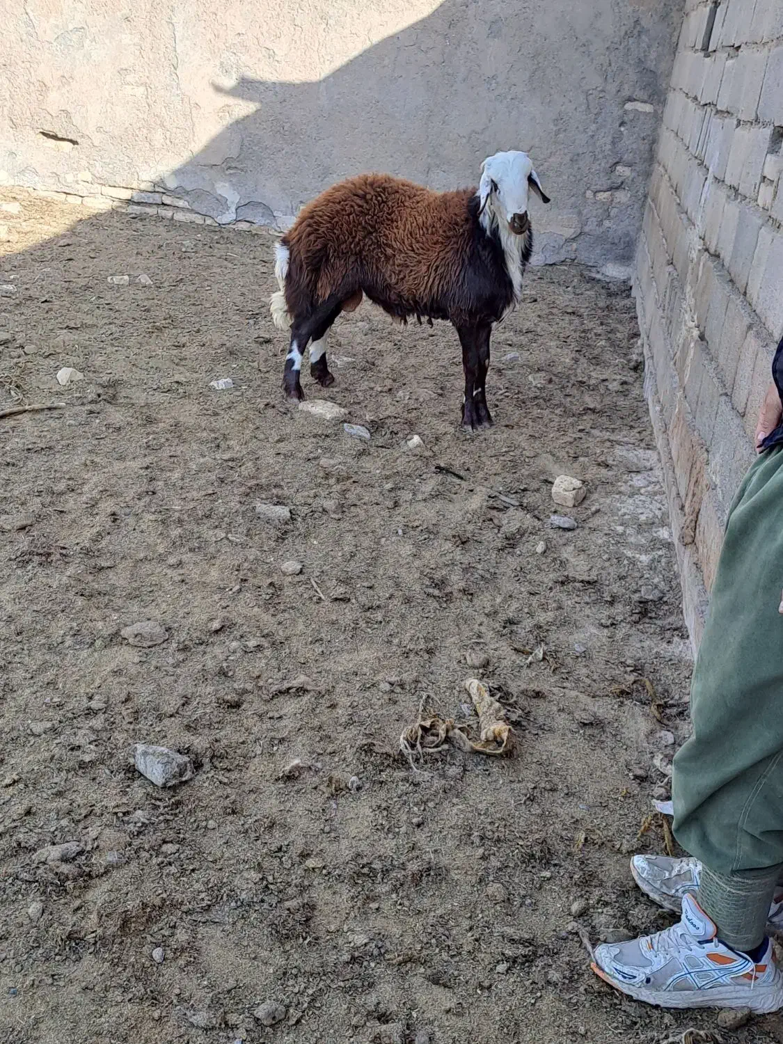 برقوچی افشاری|حیوانات مزرعه|فریمان, |دیوار