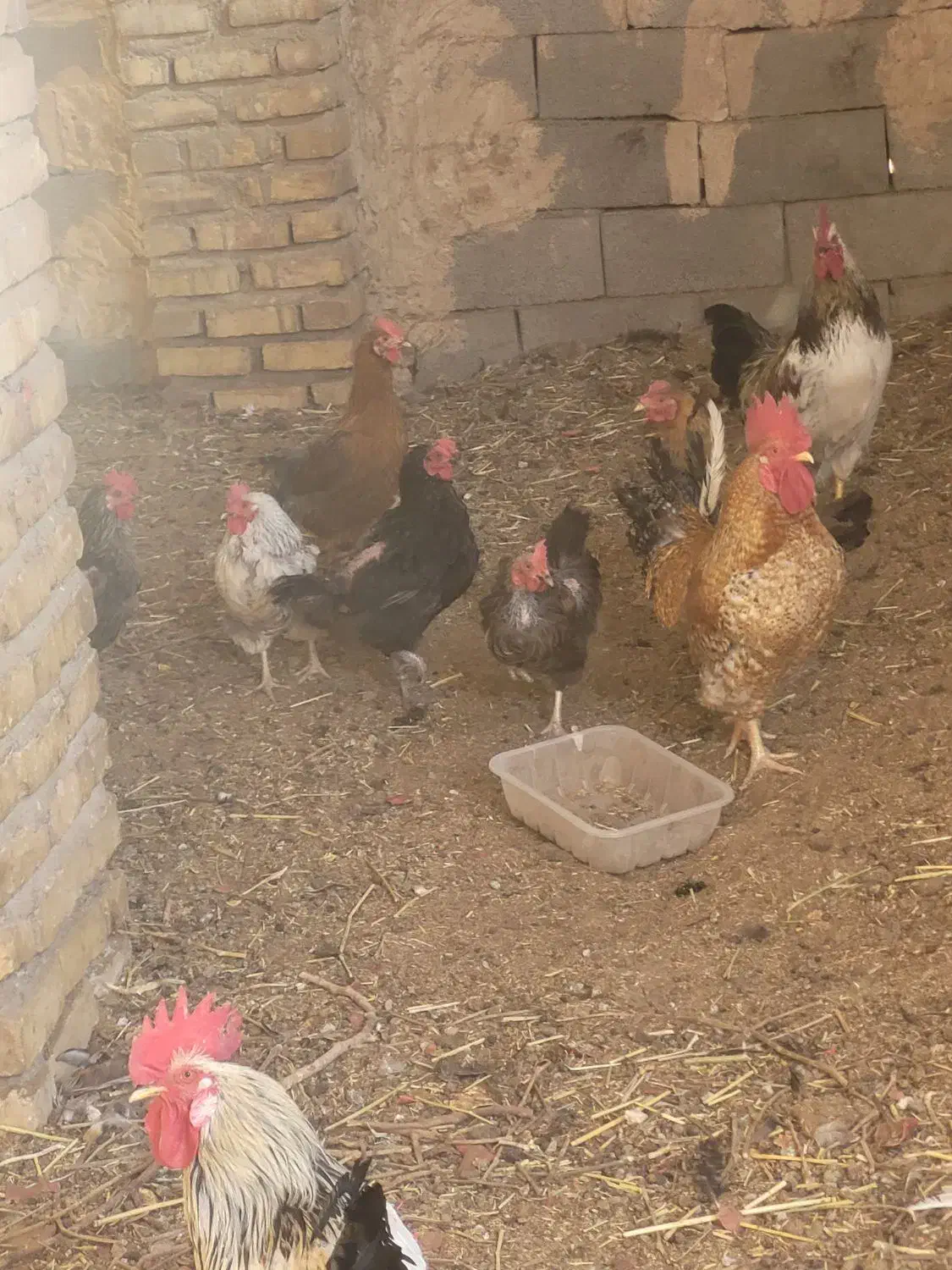 مرغو خروس فروشی|حیوانات مزرعه|کاشمر, |دیوار