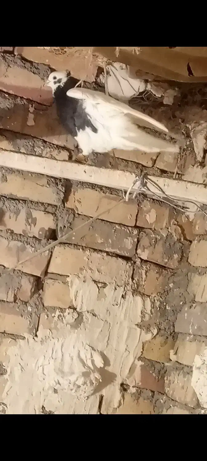 کبوتر طوقی|پرنده|بوئین زهرا, |دیوار