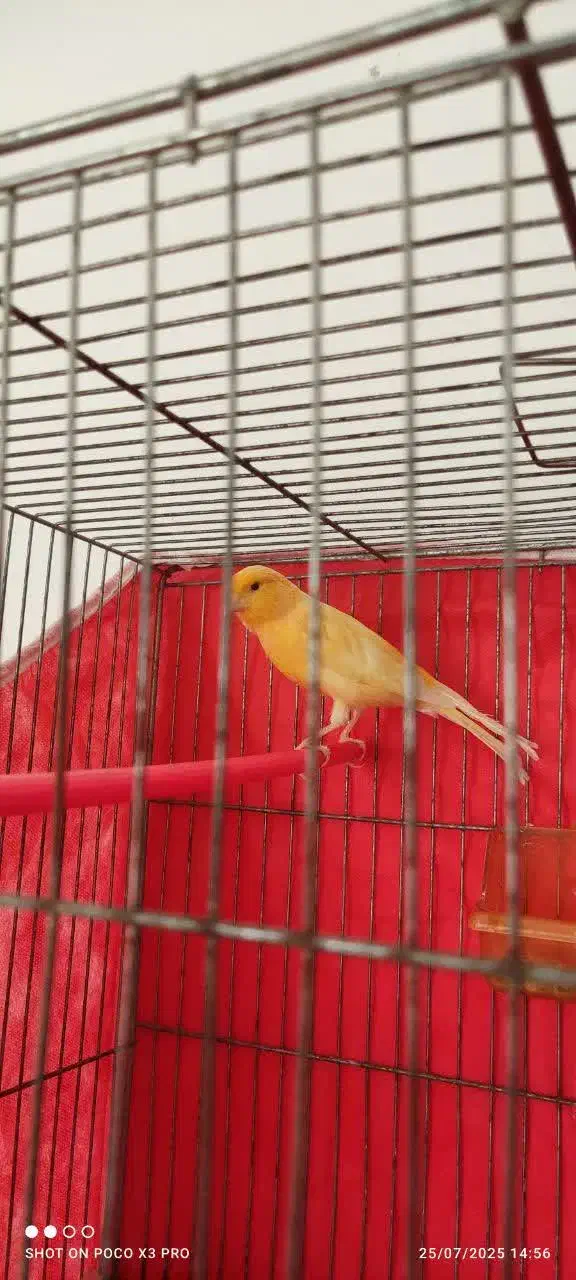 قناری|پرنده|مشهد, خلق آباد سفلی|دیوار