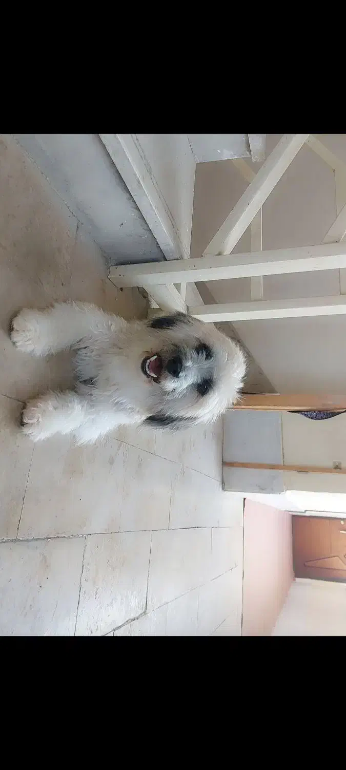 واگزاری سگ شیتزو|سگ|سلماس, |دیوار