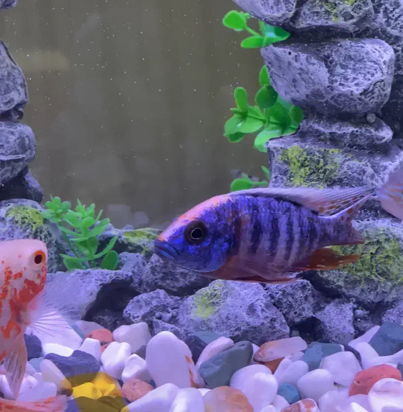 ماهی سیچلاید|ماهی|الوند, |دیوار