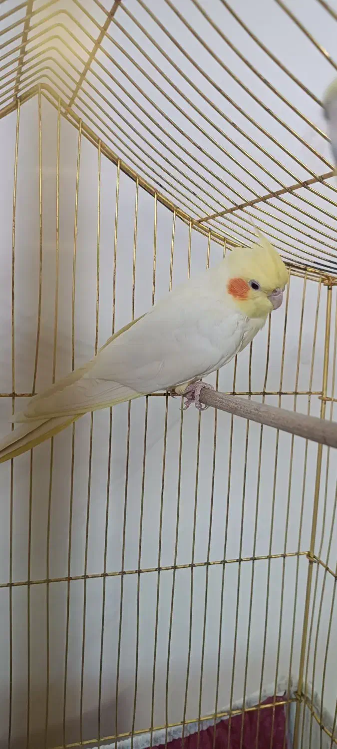 عروس هلندی ماده لوتینو زعفران اهلی|پرنده|مرند, |دیوار