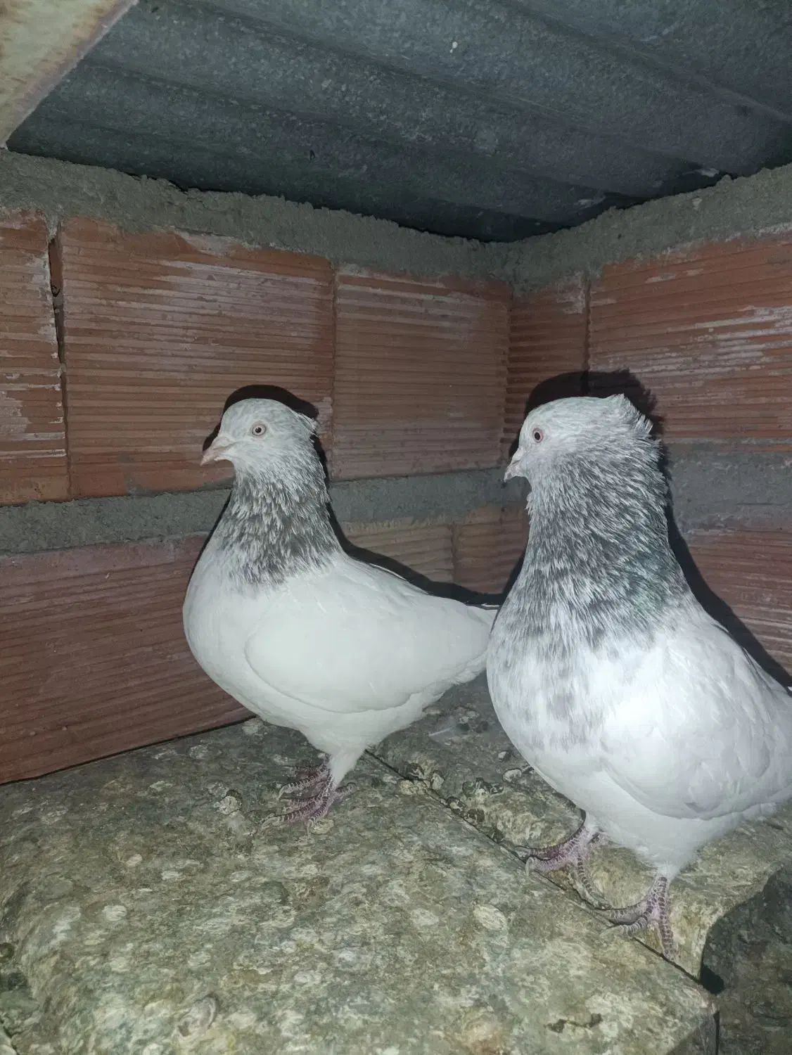 یک جفت کله الماسی|پرنده|زرند, |دیوار