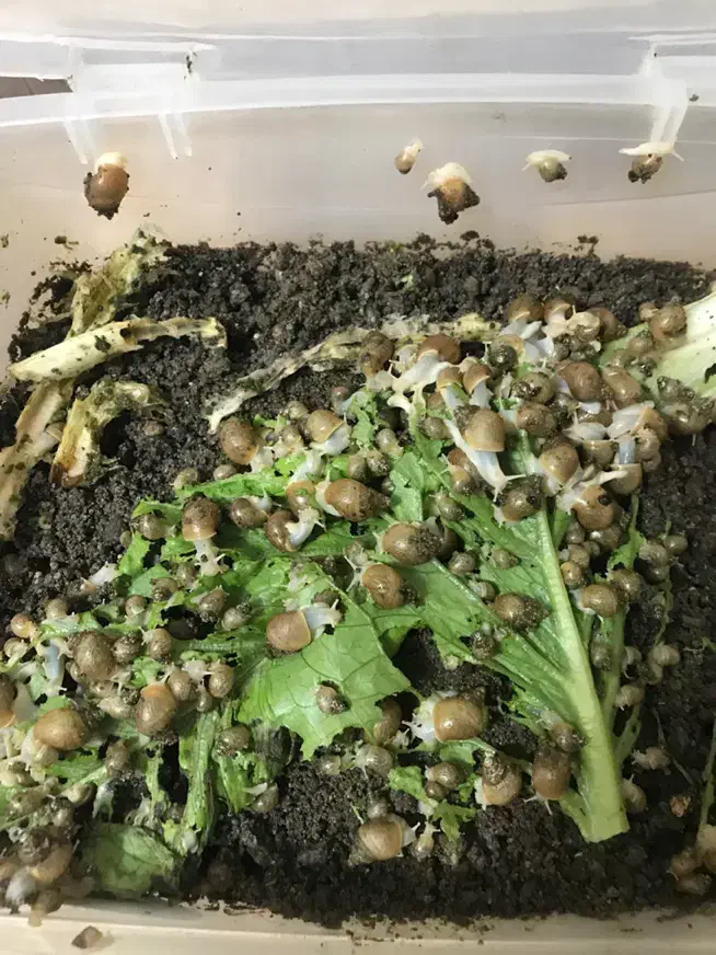 حلزون آلبینو و تخم حلزون|خزنده|تبریز, |دیوار