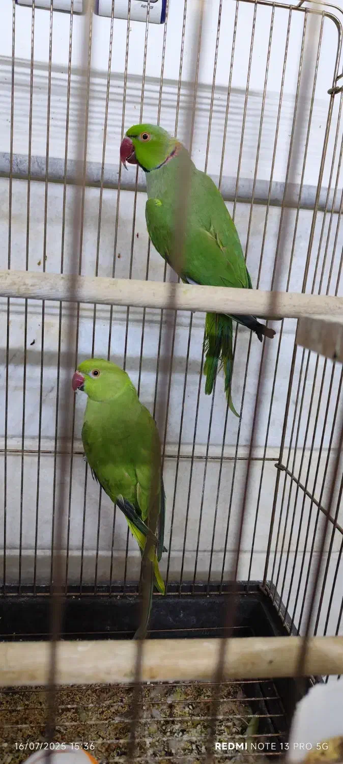 طوطی ملنگو جفت جوان|پرنده|قم, سراجه (۱۵ خرداد)|دیوار