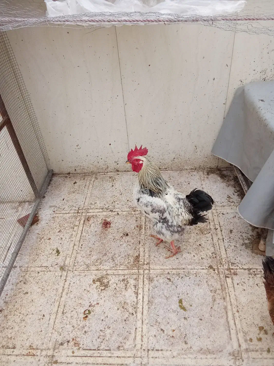 فروش خروس محلی|حیوانات مزرعه|پردیس, شهرک صنعتی خرمدشت فاز ۷|دیوار