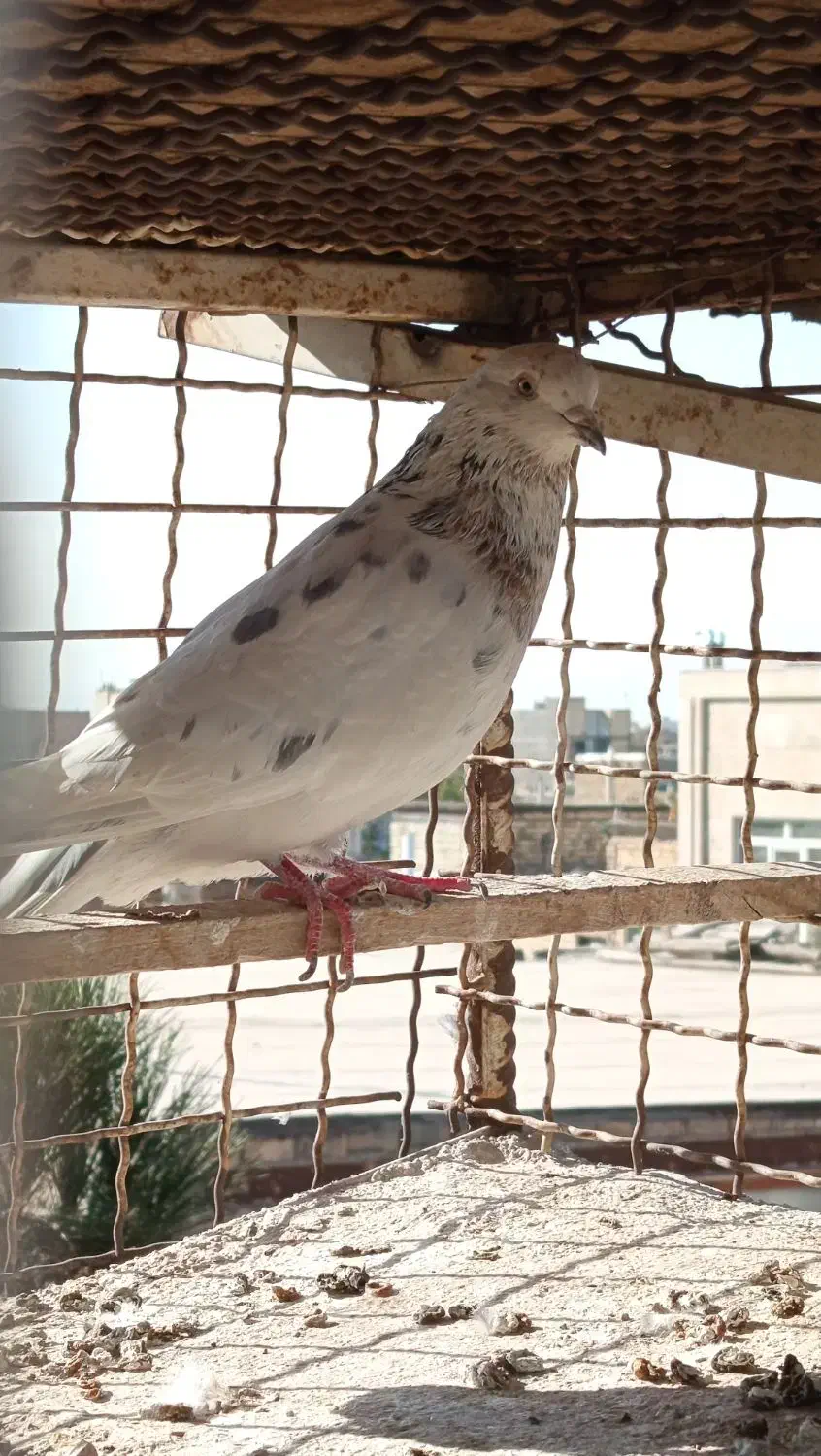 کفترکبوتر صید نرپرشی|پرنده|مشهد, شهید قربانی|دیوار