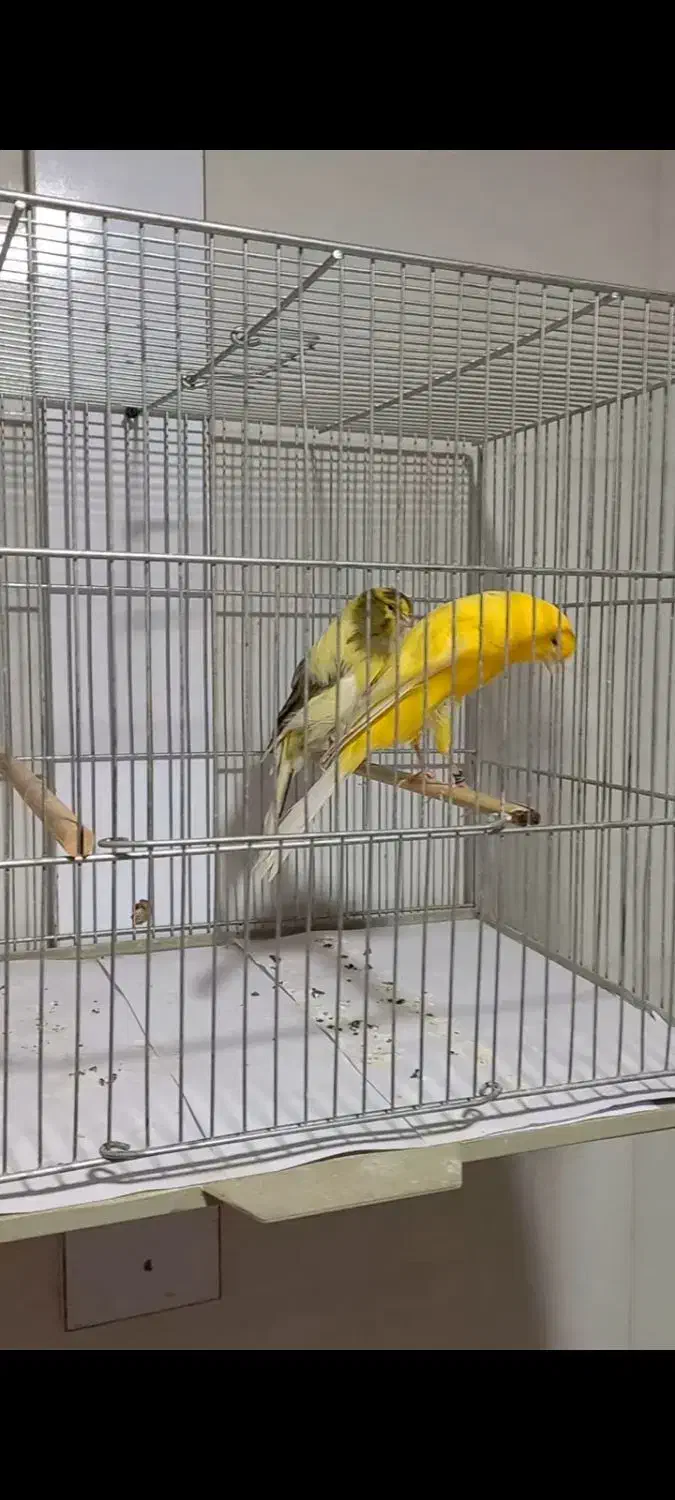 قناری رسمی بلند|پرنده|باغ بهادران, |دیوار