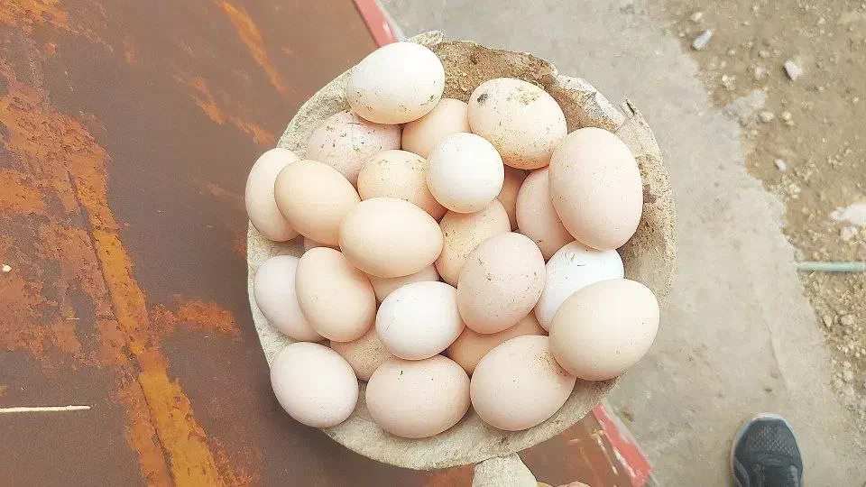 تخم مرغ نطفه دار گلین|حیوانات مزرعه|خورموج, |دیوار