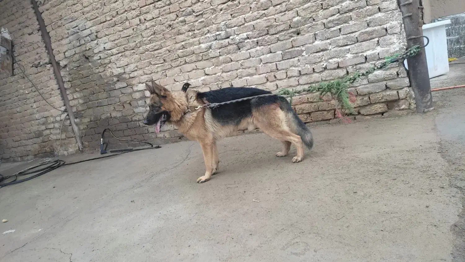 سگ اصیل ژرمن شپرد نر شناسنامه دار|سگ|ساوه, |دیوار