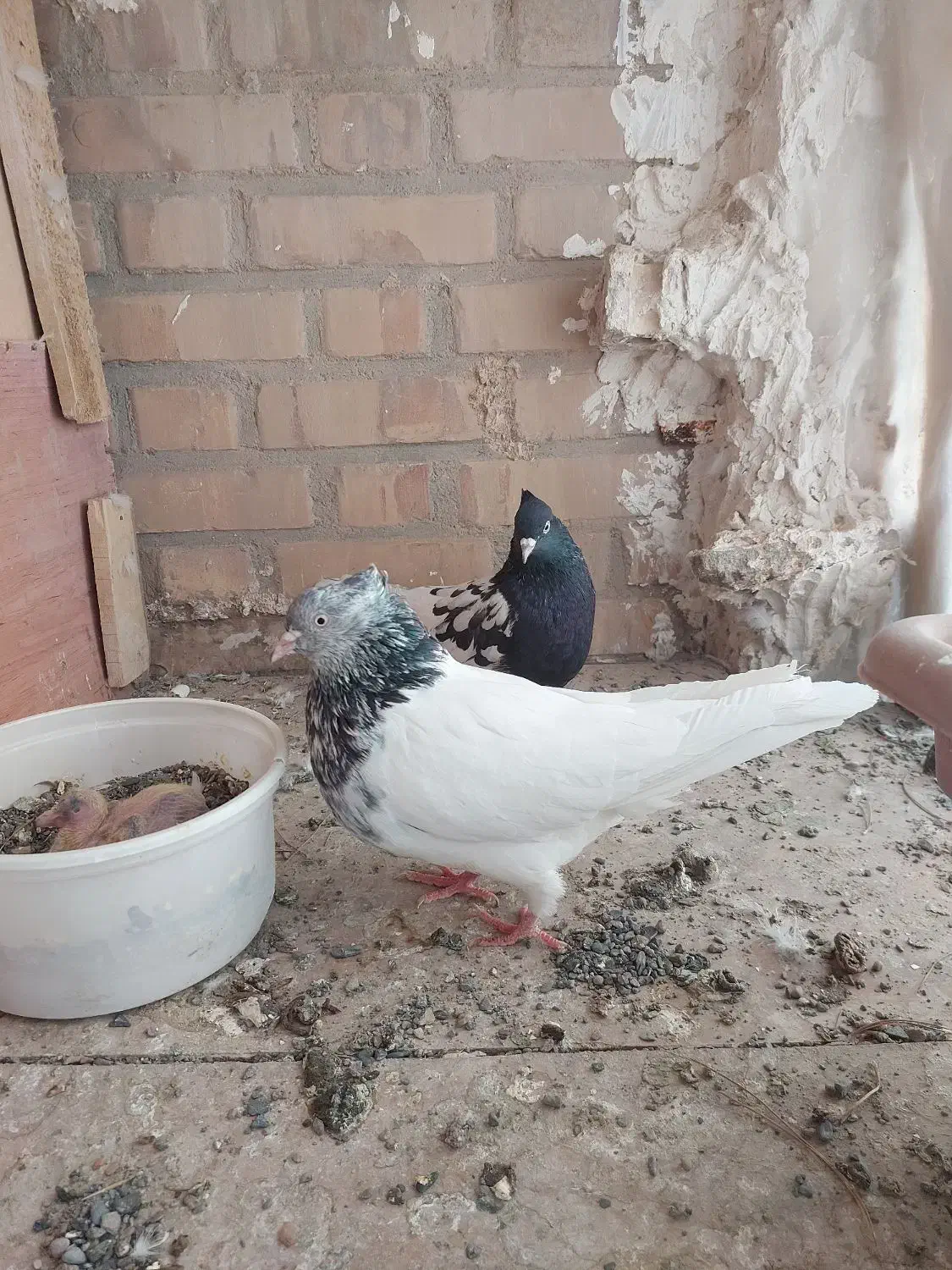 کله سیاه نر کله سبز ماده.کله سیا یک چشم کوره|پرنده|تربت جام, شاد|دیوار