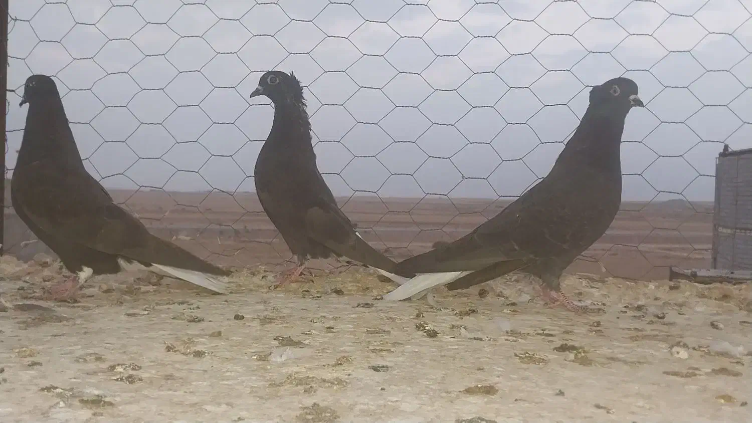 زاغ دم سفید به شرط|پرنده|رضویه, |دیوار