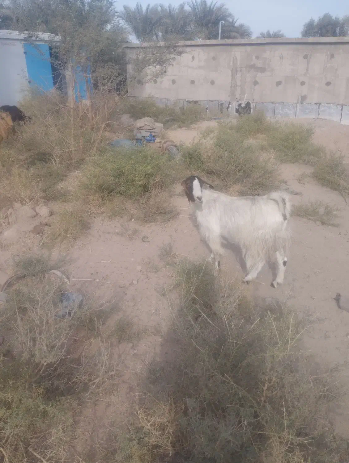 بز تالی نجاتدار لنگ جمل|حیوانات مزرعه|بم, |دیوار