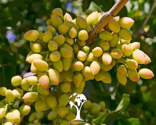 پایه پسته|خدمات باغبانی و درختکاری|شیراز, شهرک گلستان|دیوار