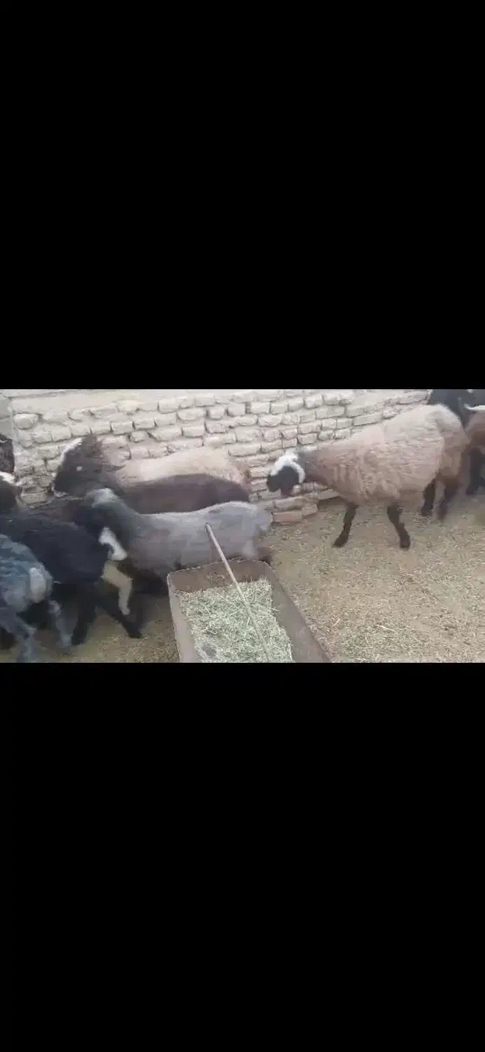 فروش 25راس بره 18راس نر 7راس ماده|حیوانات مزرعه|زرین دشت (فارس), |دیوار