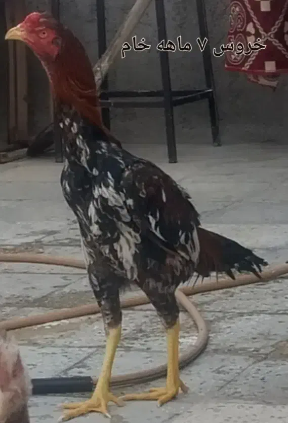 لاری|حیوانات مزرعه|قزوین, |دیوار