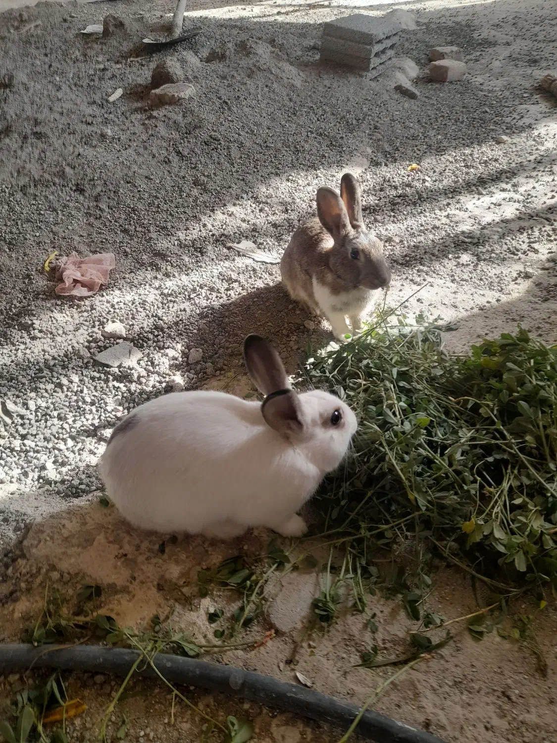 خرگوش ناز وخوشگل واگذار  میشود|موش و خرگوش|تبریز, |دیوار