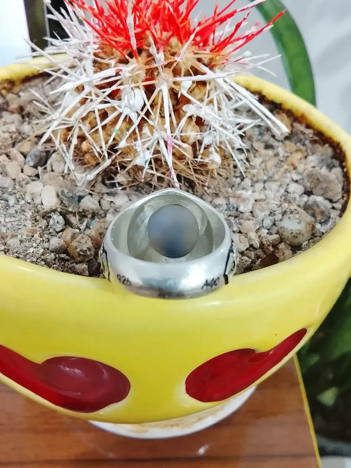 شجر تک درخت|جواهرات|سقز, |دیوار