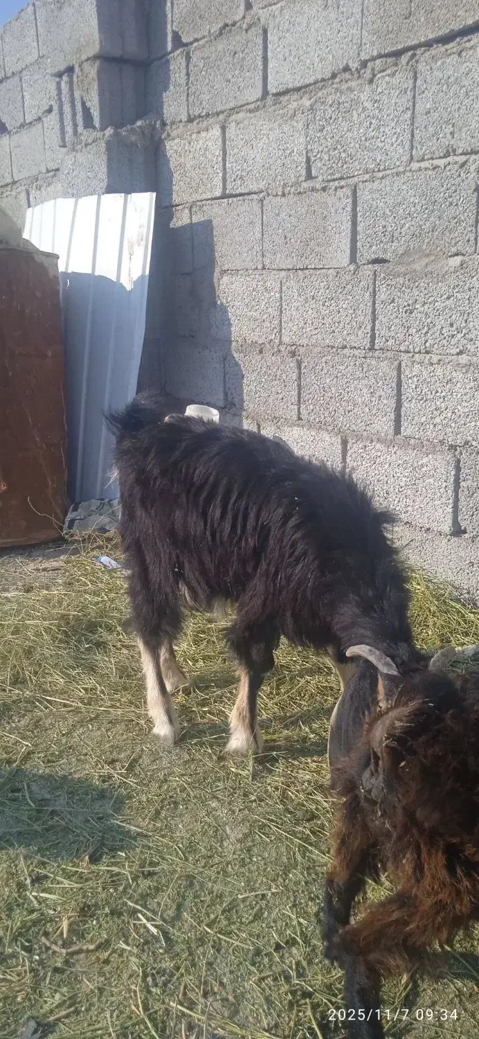 بزغاله دورگه پاکستانی|حیوانات مزرعه|تبریز, |دیوار