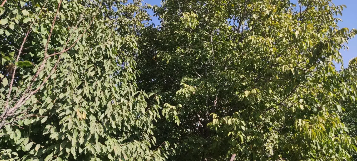 باغ روستای قلعه اقا بخش لنجان|فروش دفتر صنعتی، کشاورزی، تجاری|باغ بهادران, |دیوار