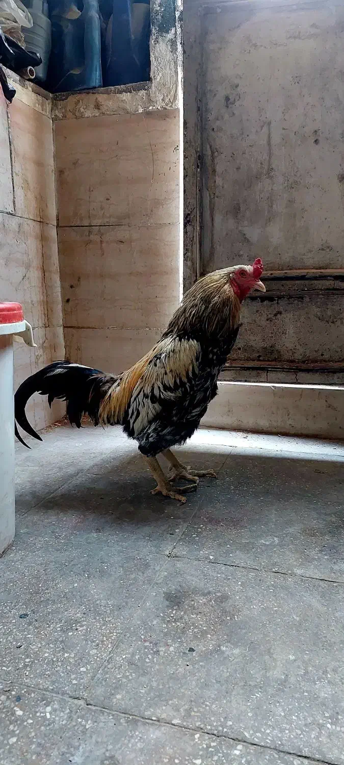 خروس|حیوانات مزرعه|بومهن, |دیوار