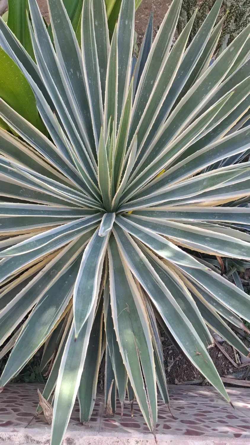 گل بزرگ|گل و گیاه طبیعی|برازجان, |دیوار